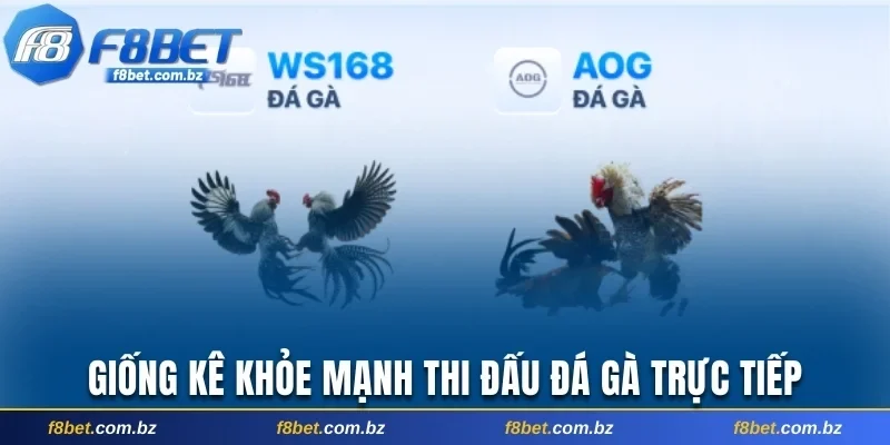 Giống kê khỏe mạnh nên bắt khi giải trí đá gà